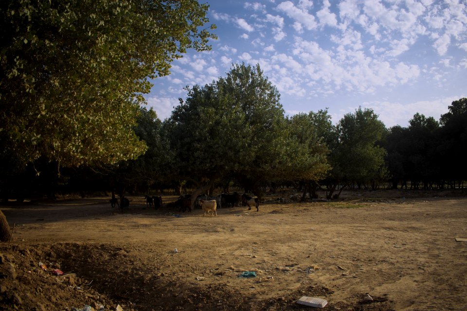VIews around Alton Kopri, a predominantly Turkoman town with a large Kurdish minority 10