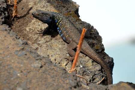 Nature stone cold blooded animals