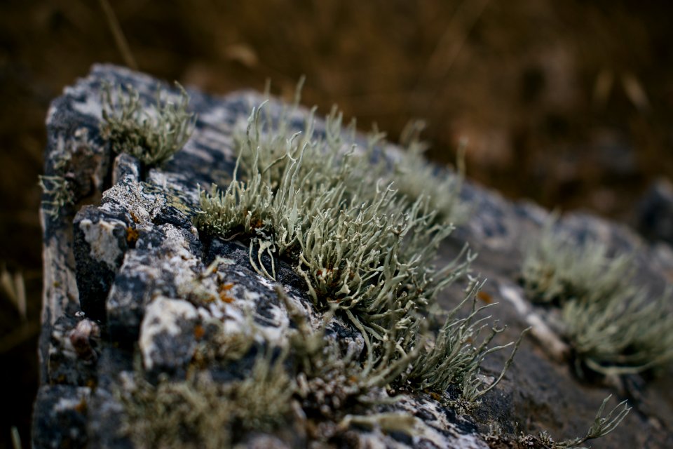 Views around Goat Rock in Sonoma County, California 07