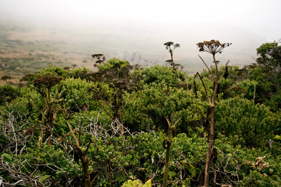 Views around Goat Rock in Sonoma County, California 09