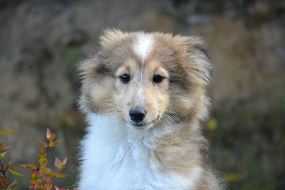 Cute domestic animal shetland sheepdog