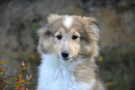 Cute domestic animal shetland sheepdog photo