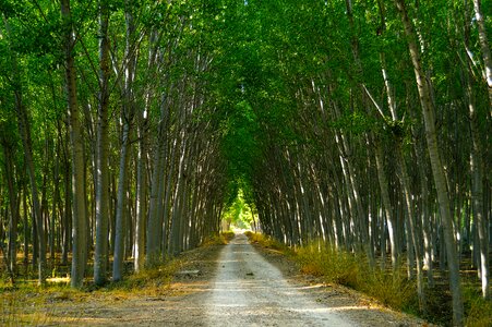 Lush vegetation trees
