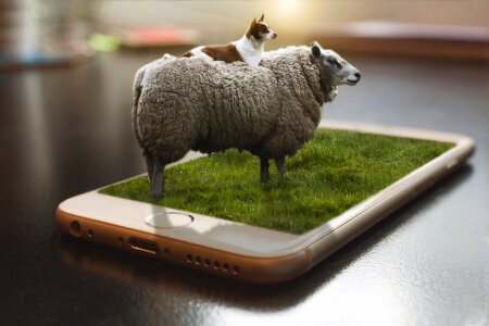 Sheep dog grass