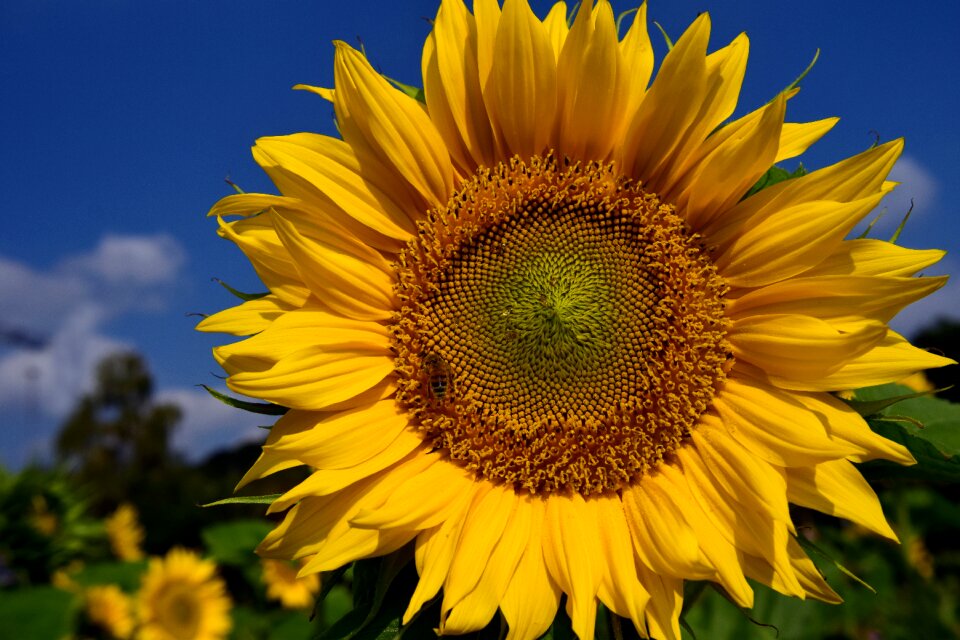 Yellow summer field