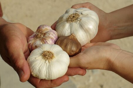 Black garlic garlic elephant garlic grown