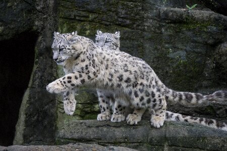 Big cat zoo snow leopards