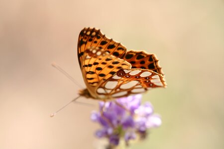 Macro plant garden photo