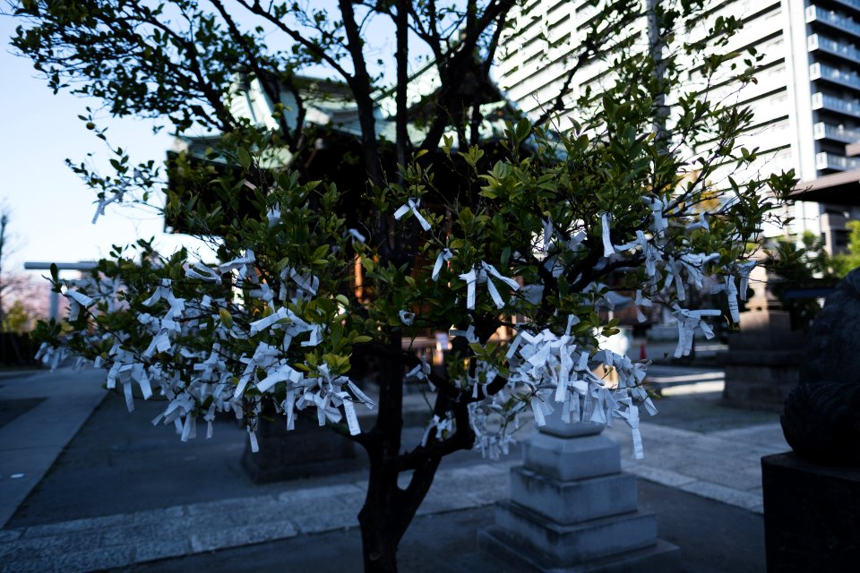 Views in April of 2019 at the Shinto shrine Minami-Senju Wakamiya Hachiman-gu 05