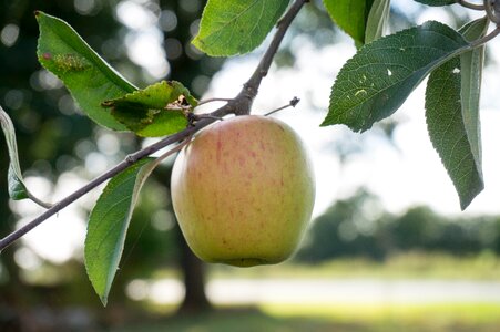 Apple tree fruit vitamins