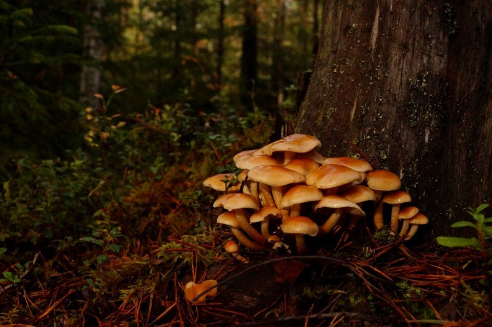 Autumn find mushrooms close on photo