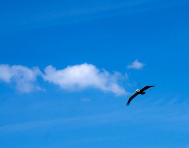 Pelikan clouds flying photo