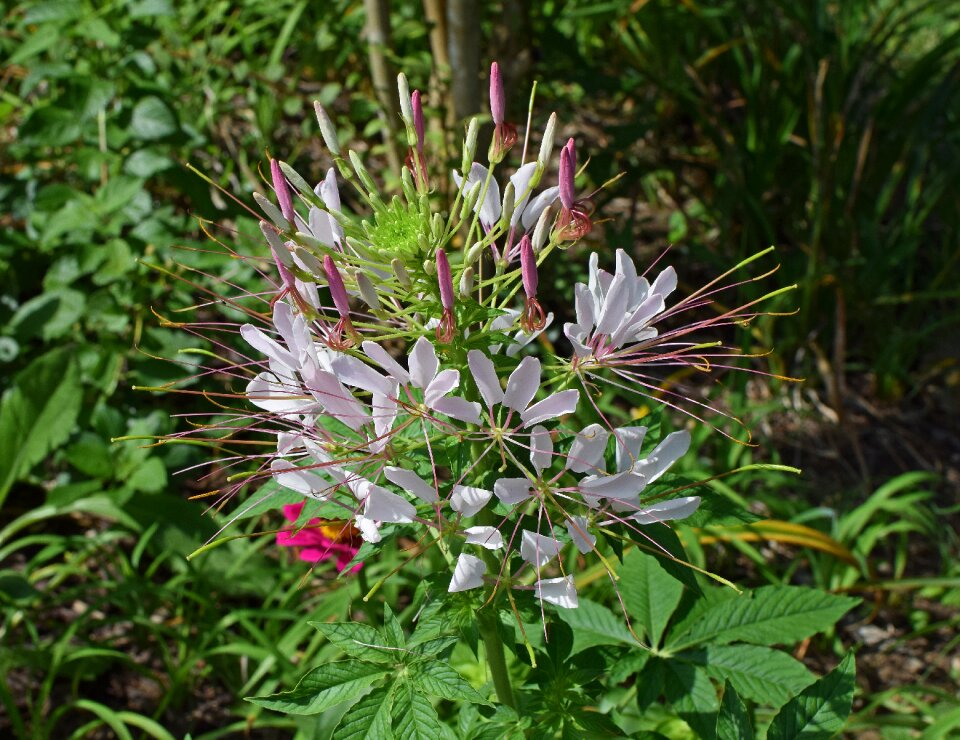 Bloom plant garden