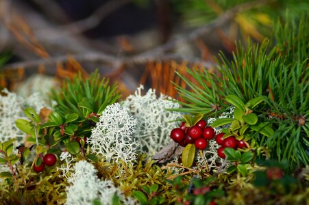 Forest floor autumn finland