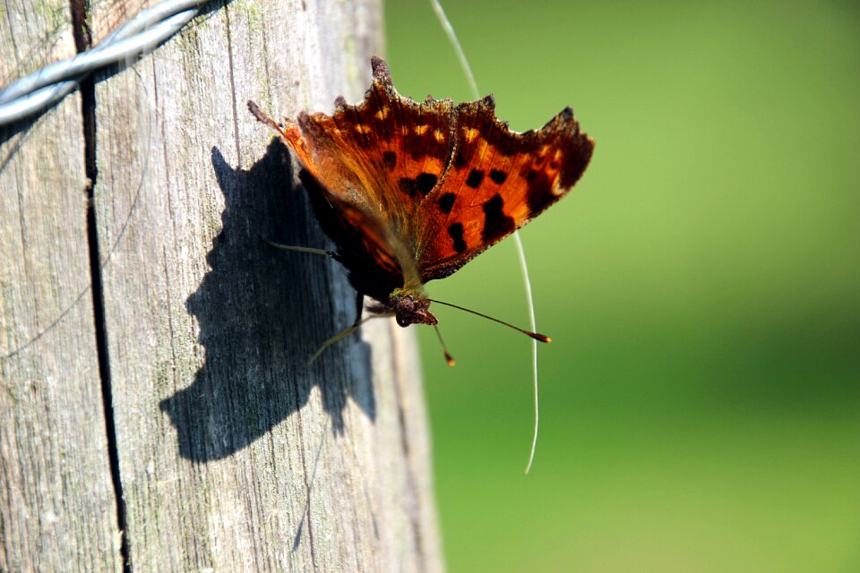 Comma butterfly rest shadow
