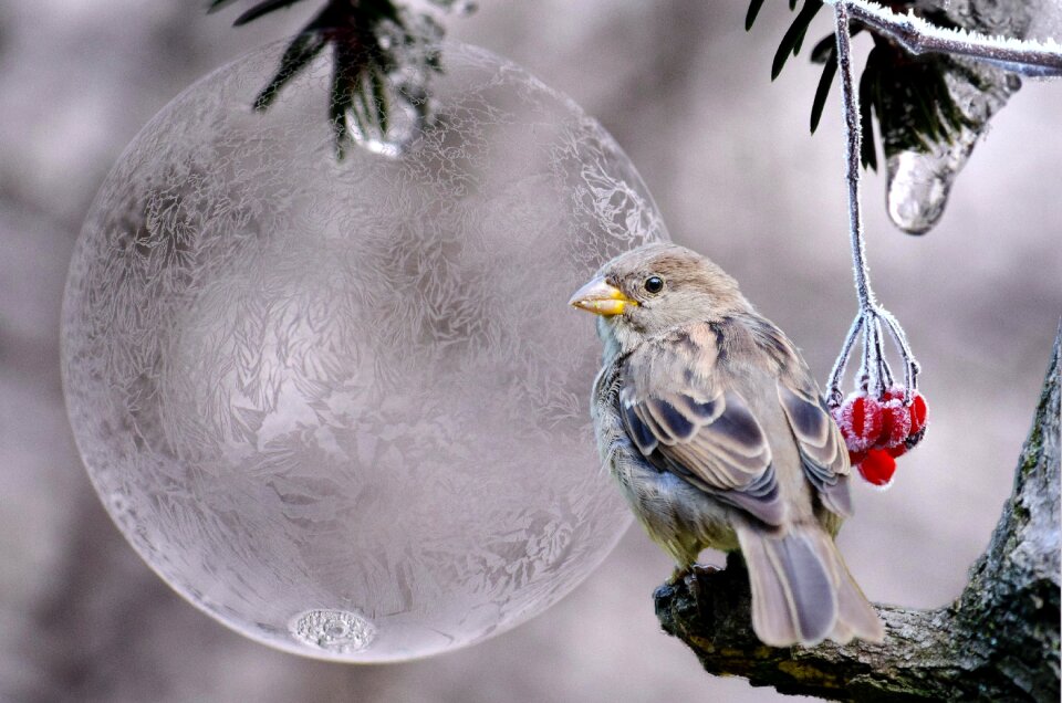 Frost birds cold