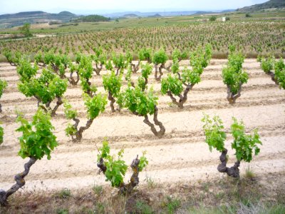 Villabuena - Viñedos 1