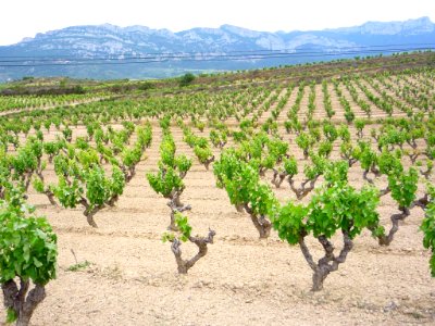 Villabuena - Viñedos 4