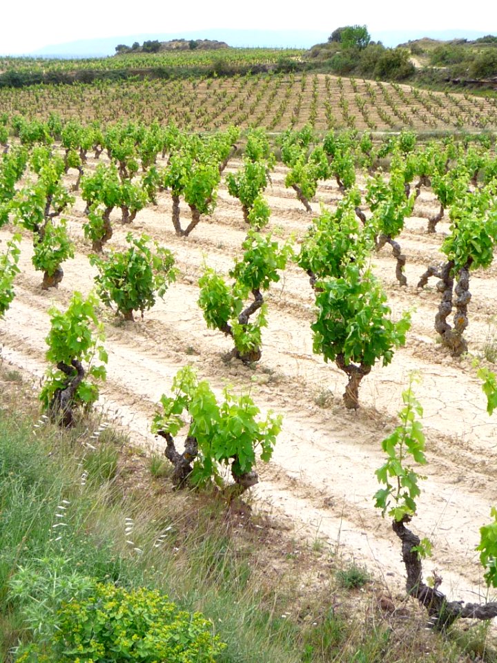 Villabuena - Viñedos 2