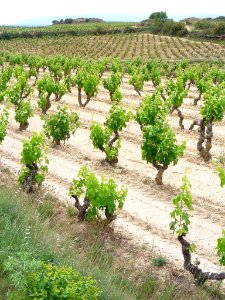 Villabuena - Viñedos 2