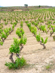 Villabuena - Viñedos 5