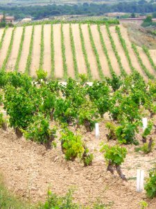 Villabuena - Viñedos 7