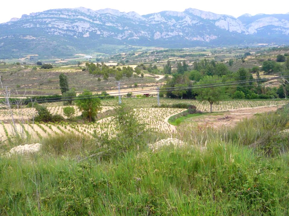 Villabuena - Viñedos 9