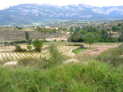 Villabuena - Viñedos 9