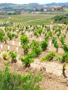 Villabuena - Viñedos 6