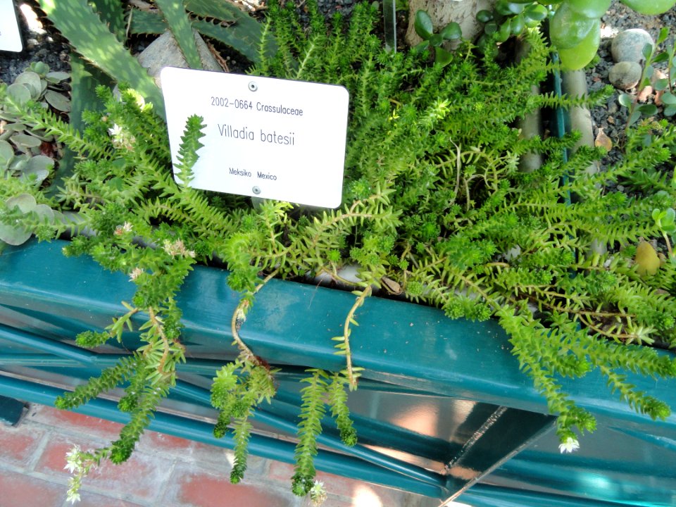 Villadia batesii - Botanical Garden in Kaisaniemi, Helsinki - DSC03710