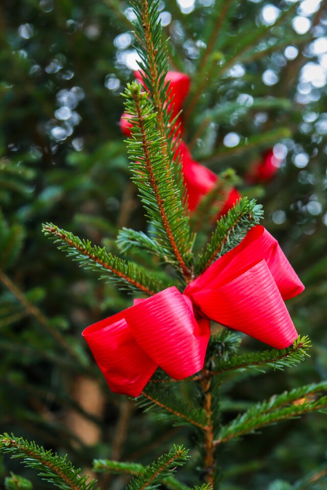 Fir tree christmas ornaments christmas tree