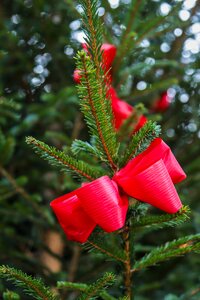 Fir tree christmas ornaments christmas tree photo