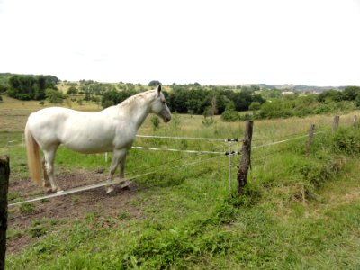 Villacourt (M-et-M) paysage avec cheval blanc photo