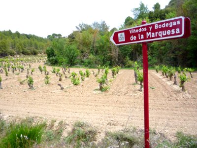 Villabuena - Viñedos 0