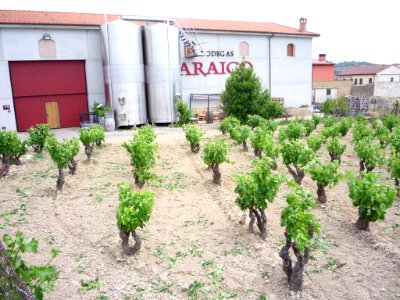 Villabuena - Bodegas Araico 2