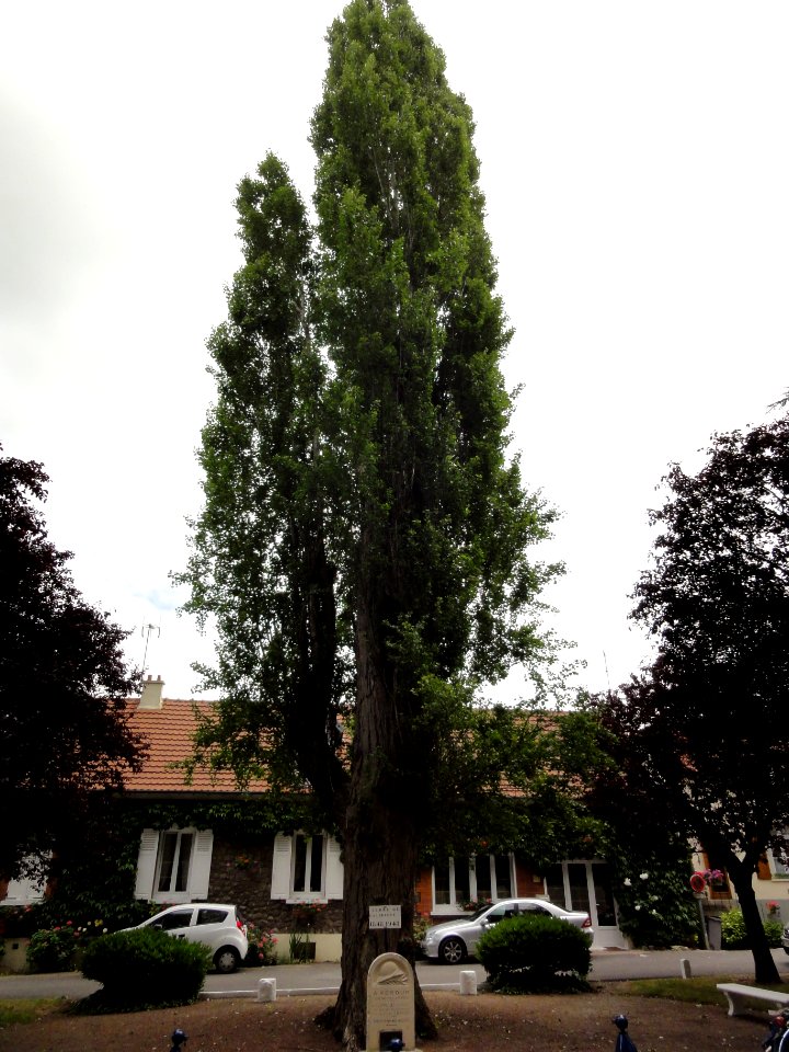Villeneuve-Saint-Germain (Aisne) l'arbre de la Liberté