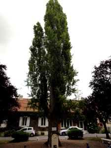 Villeneuve-Saint-Germain (Aisne) l'arbre de la Liberté
