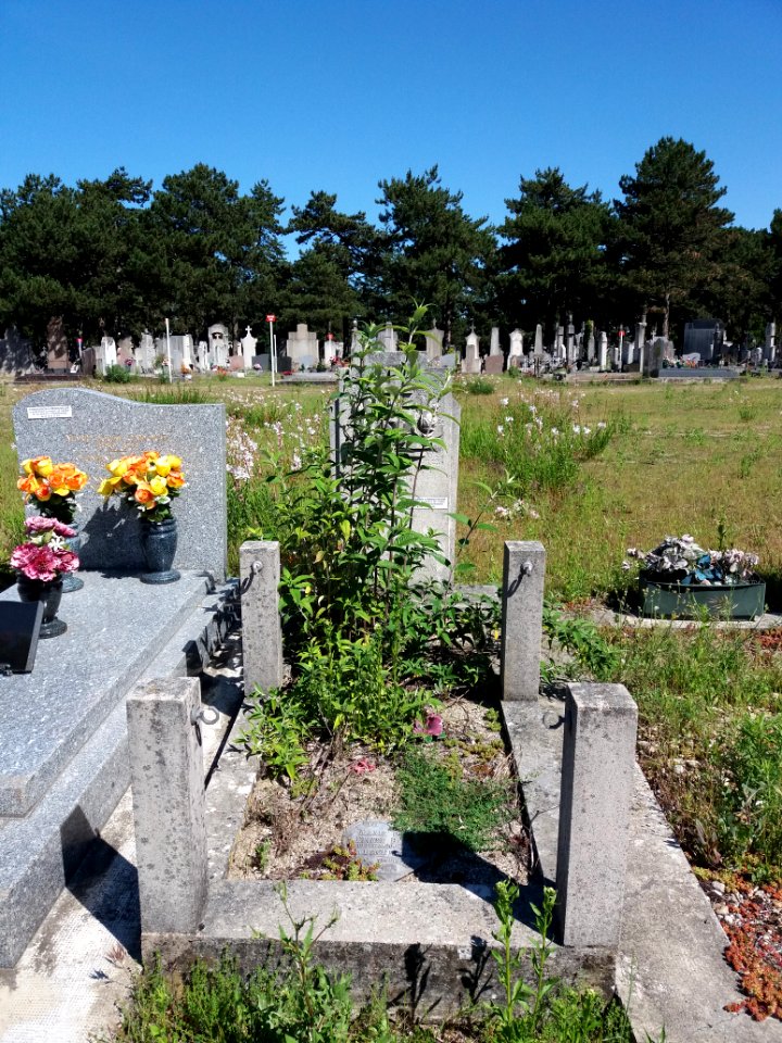 Villeurbanne - Ancien cimetière - Concessions à renouveler