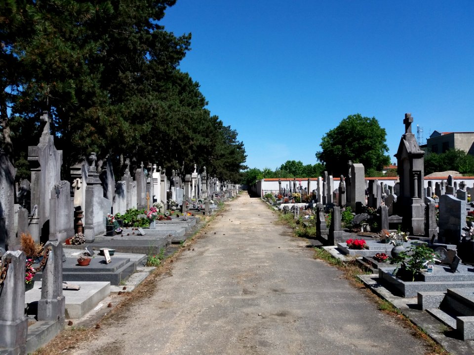 Villeurbanne - Ancien cimetière - Allée 23, vers le nord