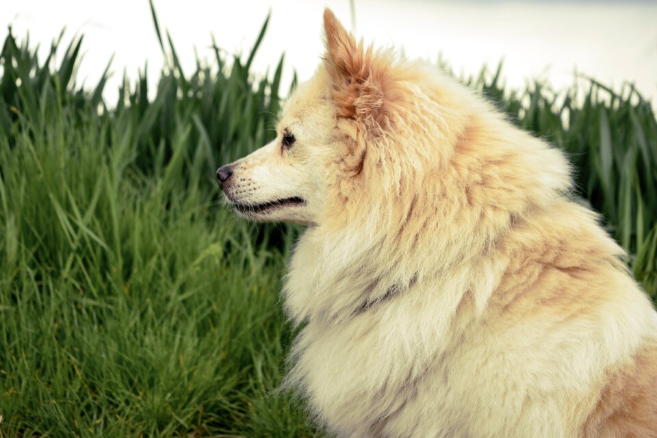 Animal sweet attentive dog
