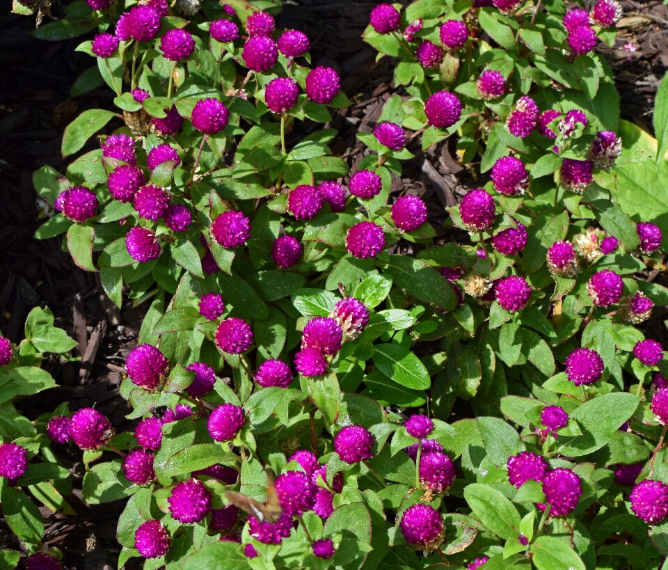 Bloom garden nature