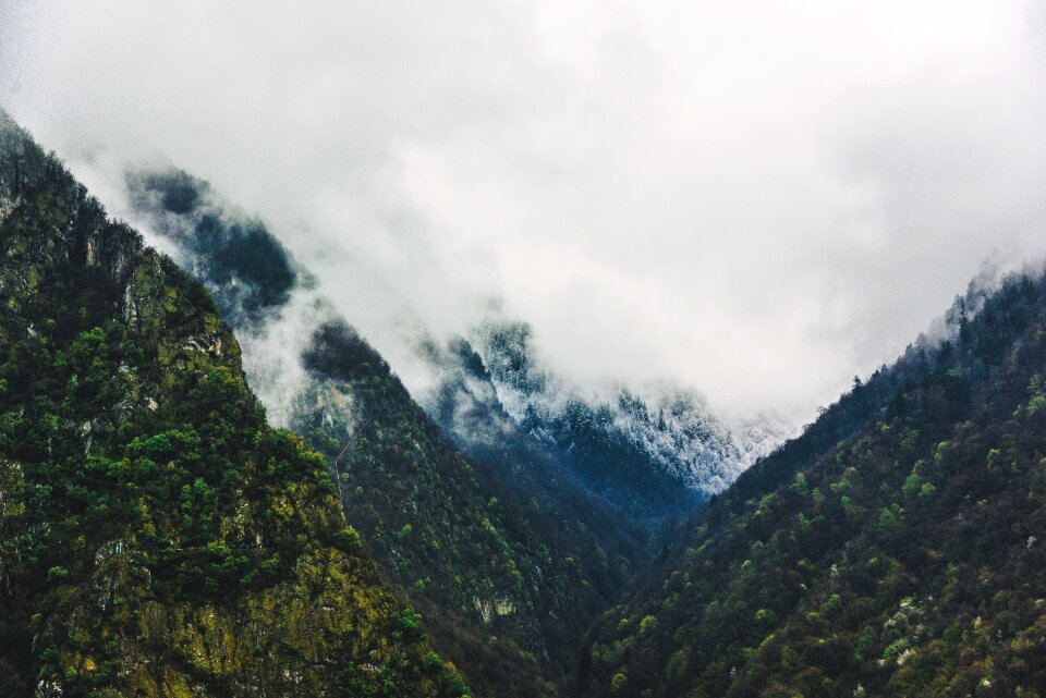 Landscape forest trees photo