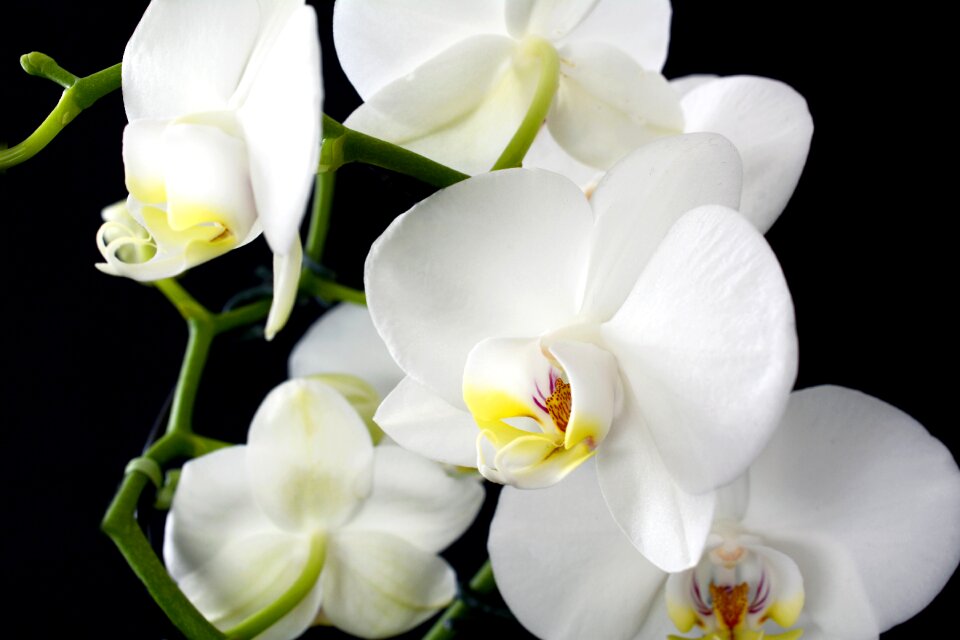 Nature tropical petal