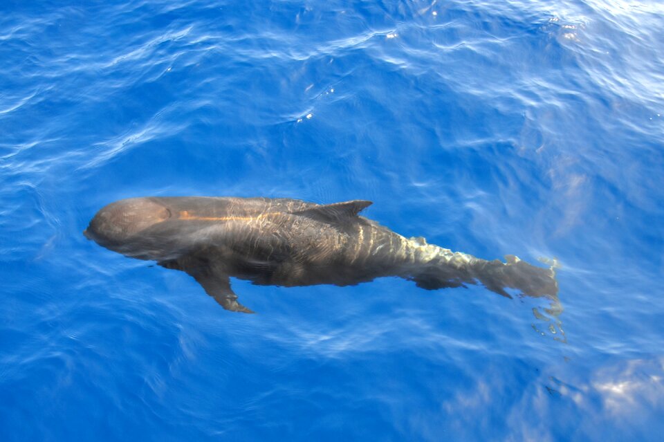 Water atlantic dorsal fin
