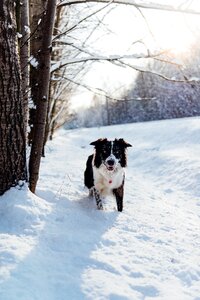 Puppy snow winter photo