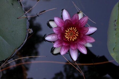 Of botany 2