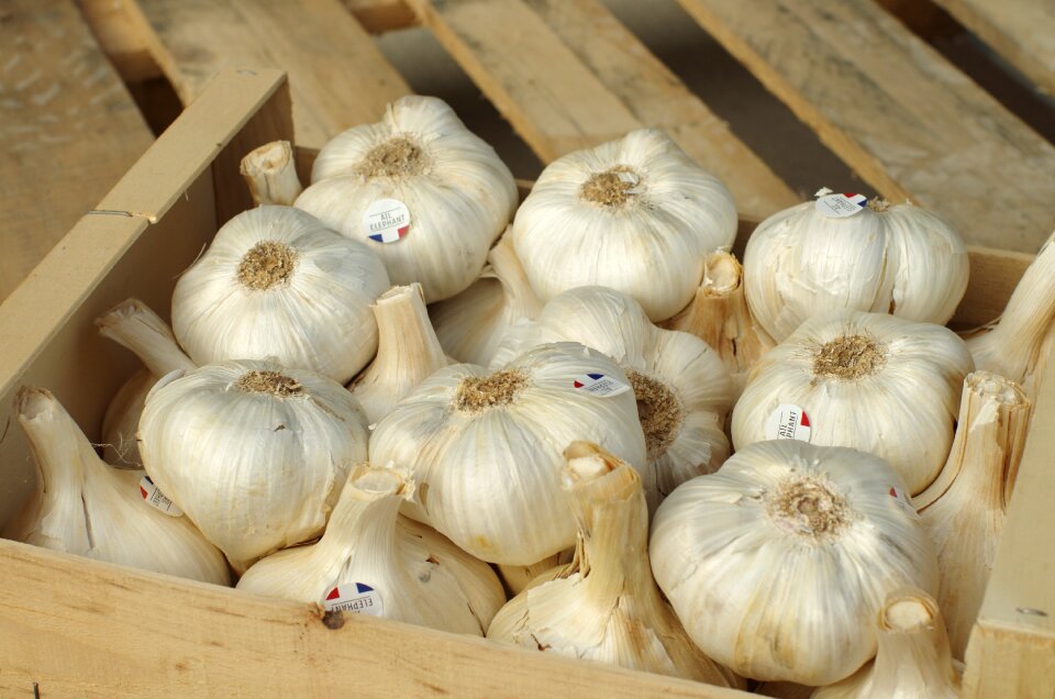 Garlic grown vegetable food