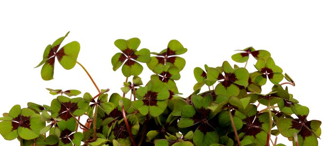 Plant growth nature