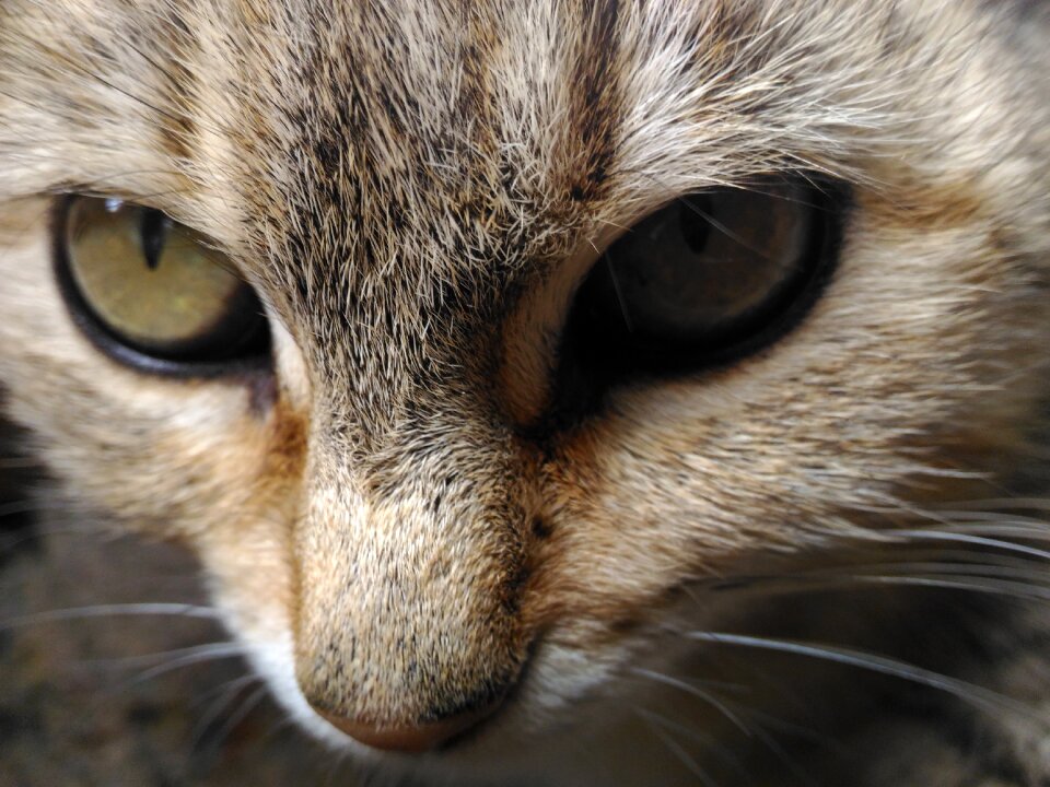 My cutie cat
