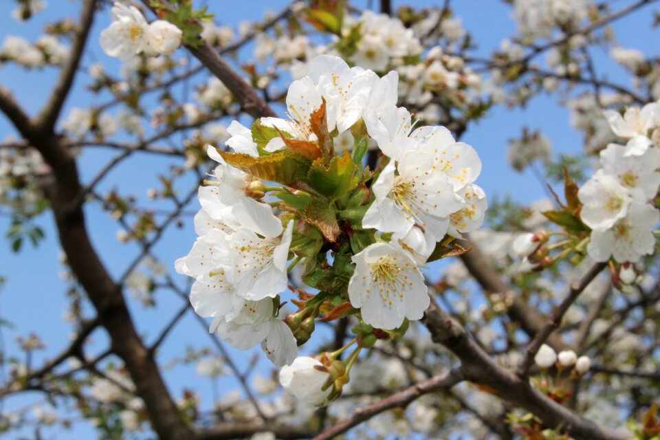 Bloom plant spring
